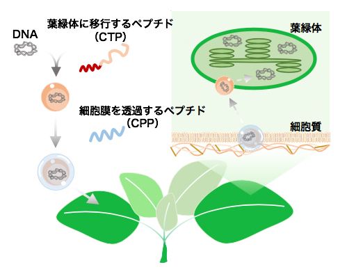 ペプチドを利用した色素体の改変の図