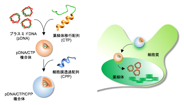 ペプチドによるプラスミドDNAの葉緑体への導入の図