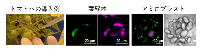 ペプチドとDNAのクラスターをトマト果実とタバコ葉に導入の図