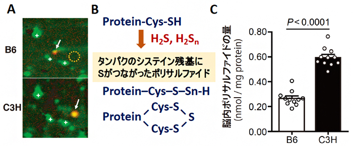 B6マウスとC3Hマウスにおけるプロテオミクス解析の結果とイオウの動態の図