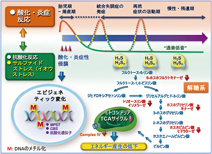 統合失調症の発症・経過とサルファイドストレス（イオウストレス）の関与の図