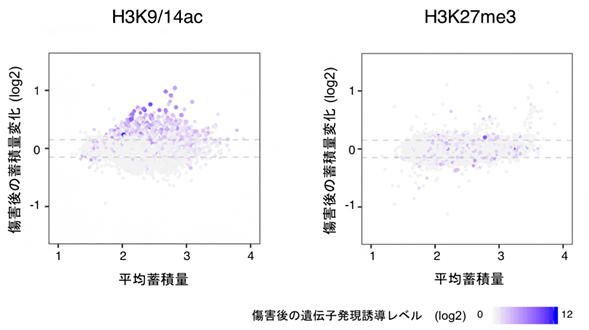 植物細胞のリプログラミングの仕組みを分子レベルで解明～新たな再生効率向上技術の開発に期待～