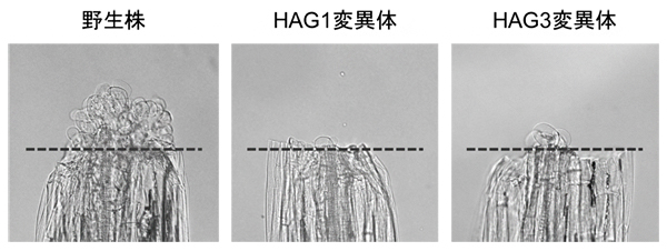 ヒストンアセチル基転移酵素HAG1の機能を抑制した結果の図