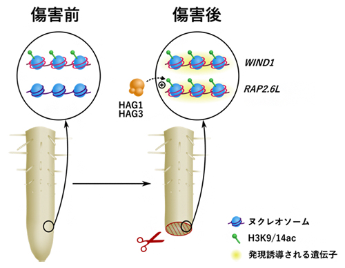 ヒストンアセチル基転移酵素HAG1とHAG3によるリプログラミングの誘導の仕組みの図