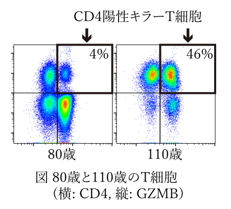 80歳と110歳のT細胞の比較の図