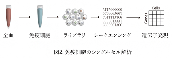 免疫細胞のシングルセル解析の図