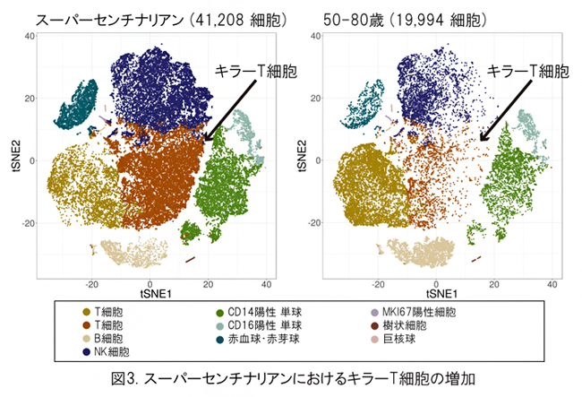 スーパーセンチナリアンにおけるキラーT細胞の増加の図