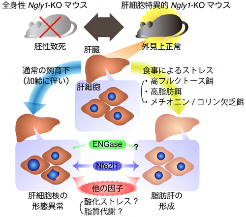 研究全体の概要図の画像