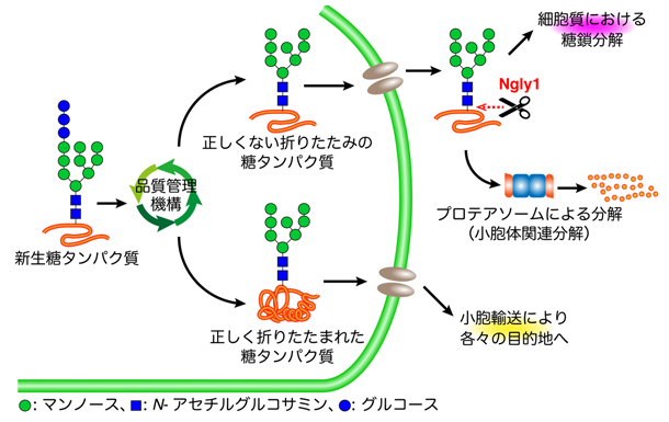 Ngly1タンパク質が関与する糖タンパク質の小胞体における品質管理機構の図