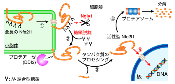 Ngly1による転写因子Nfe2l1の活性化の図