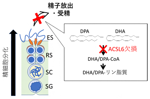 精子形成において重要な脂肪酸代謝経路の同定の図