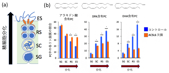 精細胞の分化に伴うアラキドン酸/DHA/DPA含有リン脂質の量の変化の図
