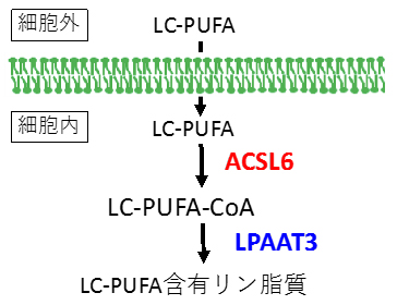 元素周期表の図