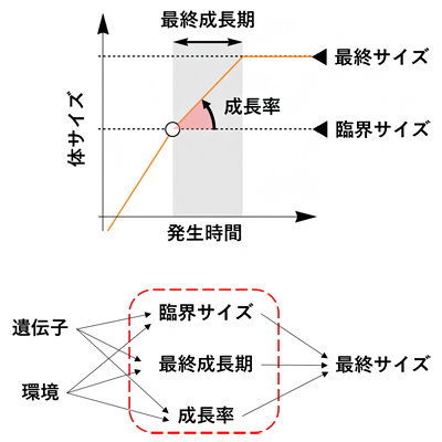 最終サイズを決める三つの変数の図