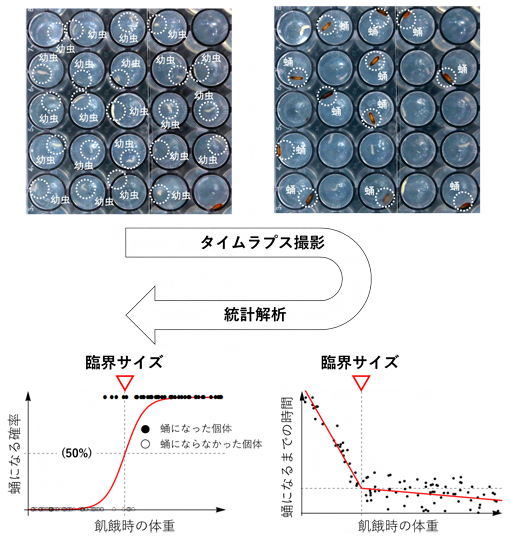 飢餓実験のタイムラプス撮影と統計解析の図