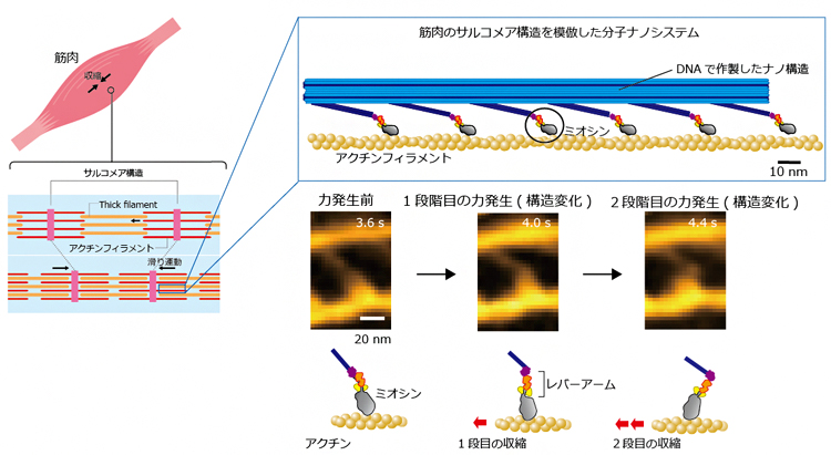 筋収縮時のモーター分子（ミオシン）の構造変化を捉えた高速原子間力顕微鏡像の図