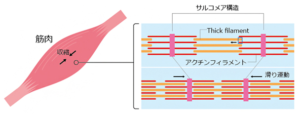 筋収縮時に起こる滑り運動の図