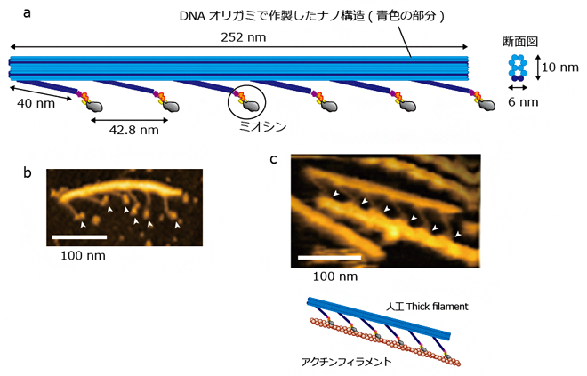 人工的に設計した筋肉のナノシステムの図