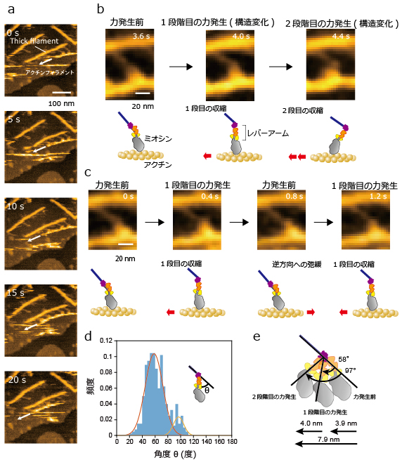 筋収縮時のモーター分子の構造変化を捉えた高速原子間力顕微鏡（高速AMF）像の図