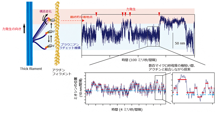 高速撮影用のカメラで捉えたミオシンのブラウニアンラチェット機構の図