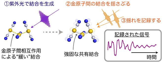 ジシアノ金錯体水溶液のフェムト秒時間分解インパルシブ・ラマン分光の概念図の画像