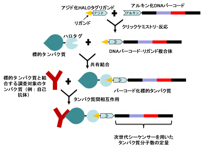 ハロタグタンパク質バーコーディング法によるタンパク質定量の図