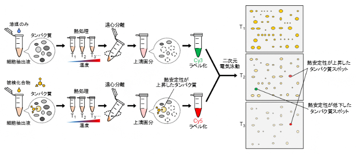 2DE-CETSAの手順の図