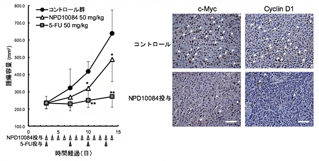 NPD10084による腫瘍増殖抑制(左)と腫瘍内におけるシグナル伝達阻害の図