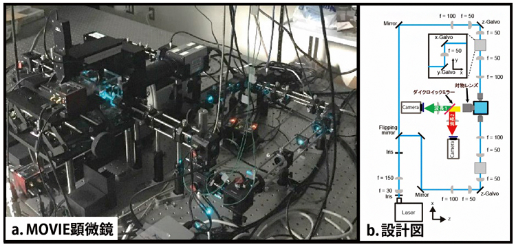 高速高解像度イメージングを可能にする「MOVIE顕微鏡」の図