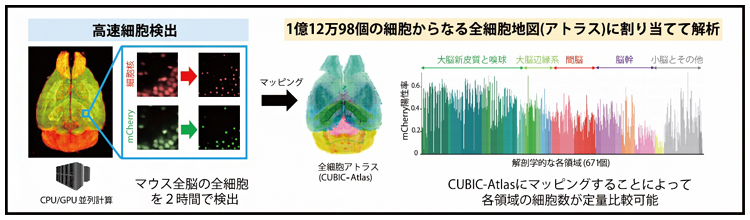 CPU/GPU並列計算による高速細胞検出とCUBIC-Atlasを用いた解析の図