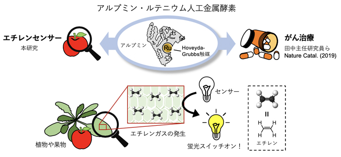 植物や果物で産生されるエチレンをアルブミン・ルテニウム人工金属触媒により検出の図