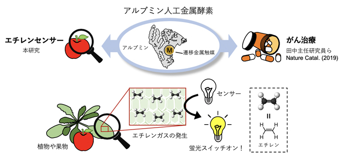 アルブミン人工金属触媒によるエチレンの検出の図