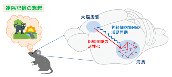 遠隔記憶想起時の大脳皮質と海馬の相互作用の図