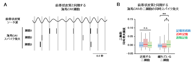 遠隔記憶想起時の海馬二細胞の同時スパイク発火の図