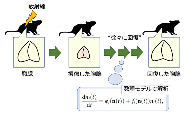 胸腺傷害からの修復過程を定量的にモデリングの図