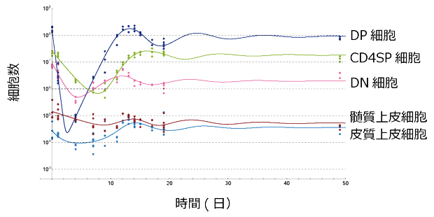 胸腺修復過程における細胞数の変動と数理モデルの図