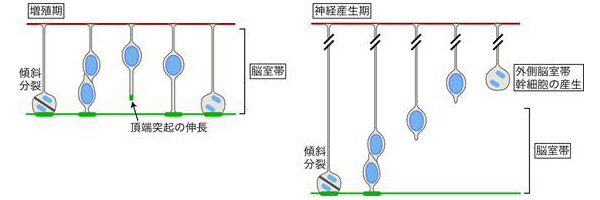 頂端構造再生能と脳組織構造の関係の図