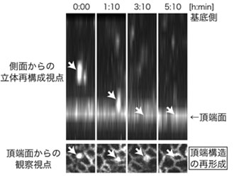 LGN欠損マウスの脳における頂端構造が再形成される様子の図