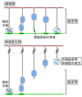 頂端構造の再生能と外側脳室帯幹細胞の関係の図