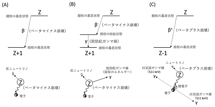 ベータ崩壊の様式とそれに伴い放出される放射線の図