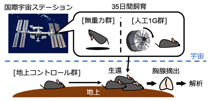 国際宇宙ステーションで飼育したマウスに由来する胸腺の解析の図