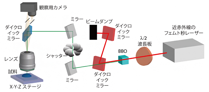 フェムト秒レーザーを用いたタンパク質の3Dプリンティング装置の概略図の画像