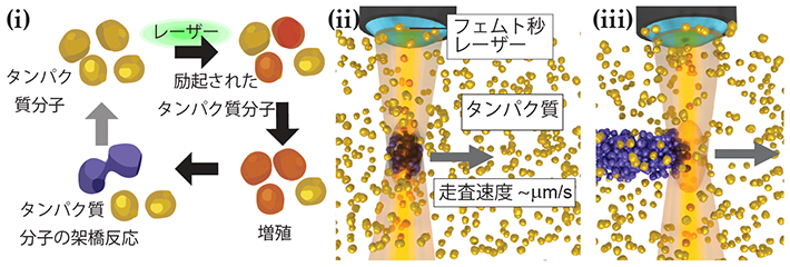 タンパク質の3Dプリンティングのメカニズムの図