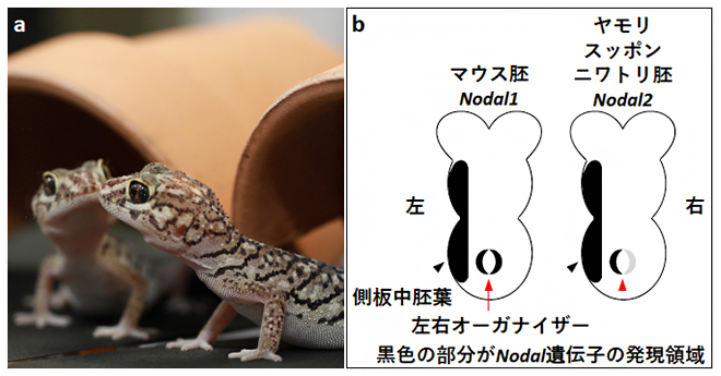 元素周期表の図