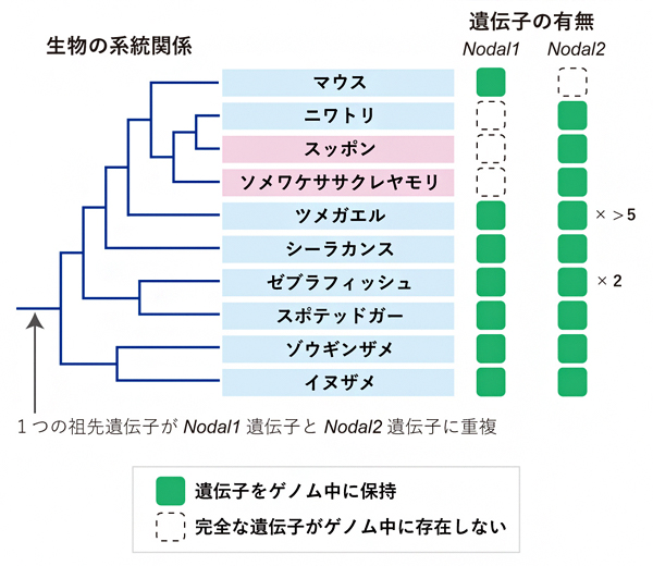 脊椎動物のNodal遺伝子の重複、保持、消失の歴史の図