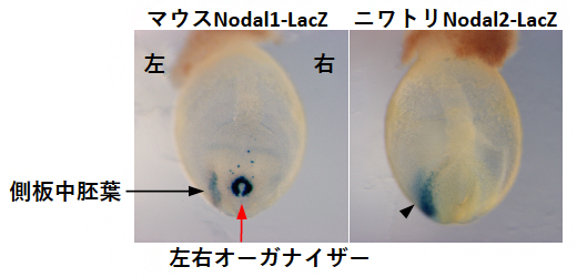 トランスジェニックマウス胚におけるレポーター遺伝子LacZ の発現パターンの図