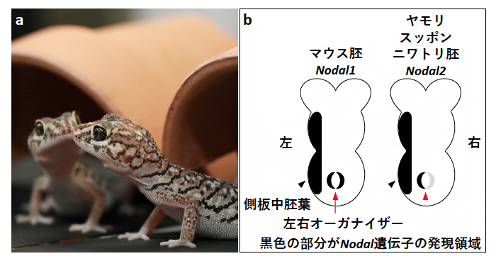 哺乳類と鳥類の左右非対称性メカニズムの乖離を説明 理化学研究所