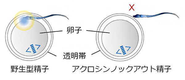 研究概要の図