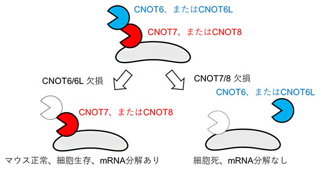 CCR4-NOT複合体に存在する酵素活性因子の異なる役割の図