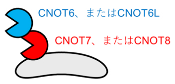 CCR4-NOT複合体に存在する四つの酵素活性因子の図